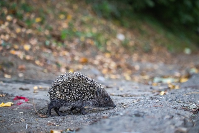 转会回归西 转会回归西
